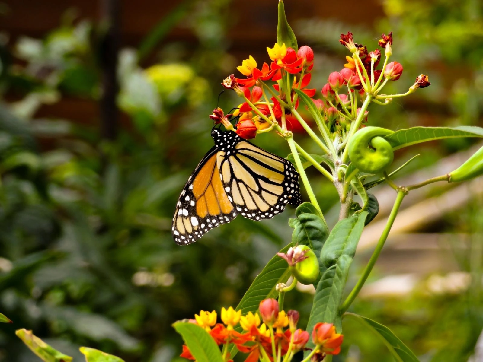 een mooie vlinder op een bloem